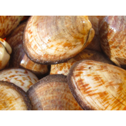 Amandes de mer