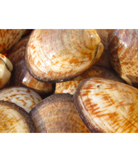 Amandes de mer