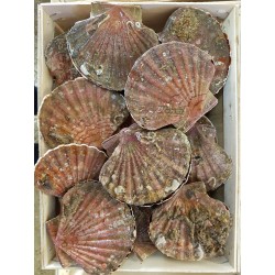 Coquilles saint Jacques