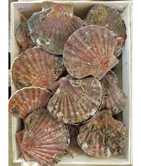 Coquilles saint Jacques