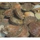 Coquilles saint Jacques